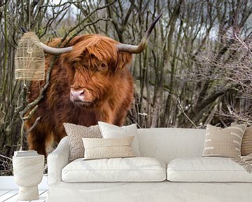 Schotse Hooglander in duinen van Michel Heerkens