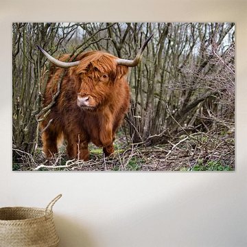 Schottischer Highlander in Dünen 