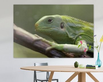 Groene iguana; hagedis in close-up van Linda Heilmann