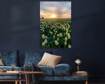 Yellow Tulips in a field during a lovely spring sunset by Sjoerd van der Wal Photography