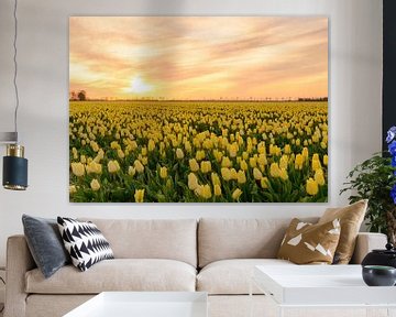 Yellow Tulips in a field during a lovely spring sunset by Sjoerd van der Wal Photography