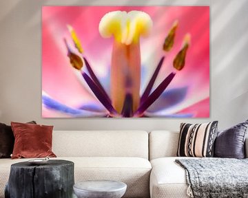 Tulip flower macro close up by Sjoerd van der Wal