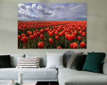 Tulpen veld in de Noordoost Polder van Frouwkje Fotografie