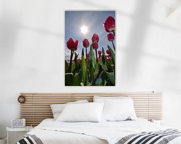 Tulpen met tegenlicht van Frouwkje Fotografie