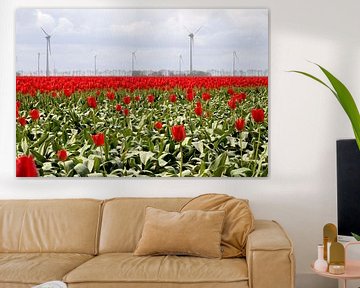Rood tulpenveld met windmolens van Frouwkje Fotografie