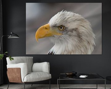 Amerikaanse zeearend /  witkopzeearend / Arend / Eagle by A. Oskam