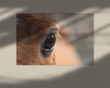 Het paarden-oog