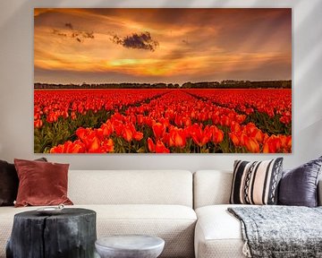 Tulips Sunset Holland van Michael van der Burg