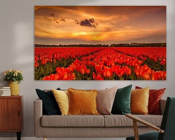 Tulips Sunset Holland