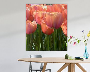 Tulp van Carolina Vergoossen