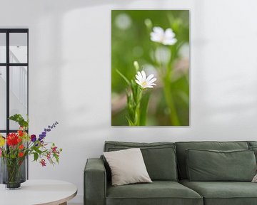 White flower in bloom in the forest von Mark Scheper