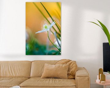 Wood anemone in bloom with reflections on a small river by Mark Scheper