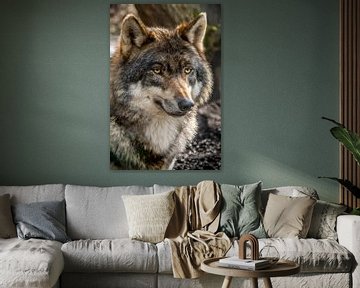 De blik van een Karpatenwolf van Marcel Runhart