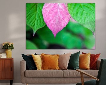 Roze blad van de Sierkiwiplant van Tot Kijk Fotografie: natuur aan de muur