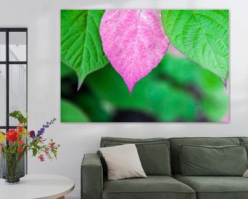 Roze blad van de Sierkiwiplant van Tot Kijk Fotografie: natuur aan de muur