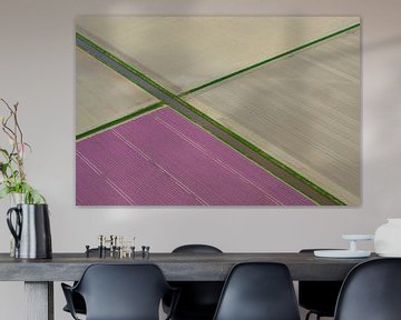 Aerial view on fields of purple tulip flowers growing in spring 