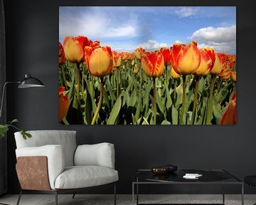 Geel met rode tulpen van Frouwkje Fotografie