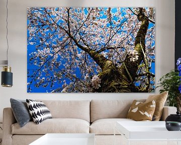 Kirschblütenbaum unter blauem Himmel von Yvon van der Wijk