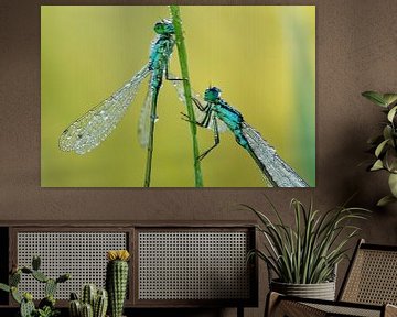 Lanterns (damselflies) by René Vos