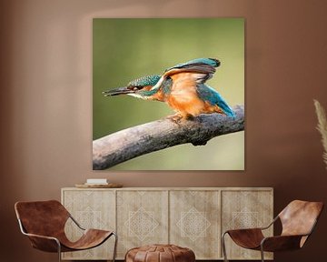 Kingfisher with outstretched wings