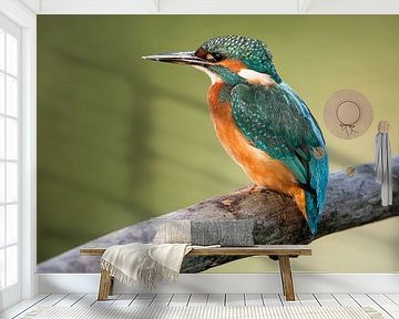 kingfisher by Nico Leemkuil