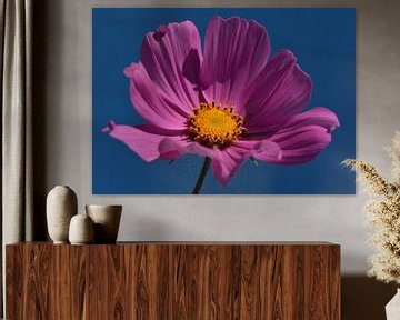 Cosmea Cosmos by Leo Langen