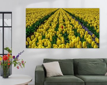 Eenzaam rode tulp tussen vele gele tulpen van Erik Keuker