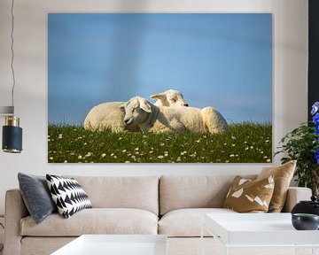 Sleeping lambs on Terschelling by Marlin van der Veen