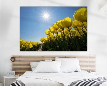 Gele tulpen in de Zon