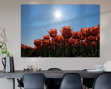 Rode tulpen in de Zon by Ruud van der Lubben