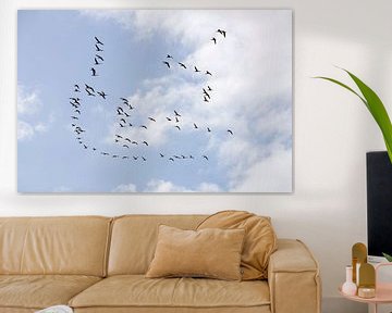 Flock of birds by Barbara Brolsma