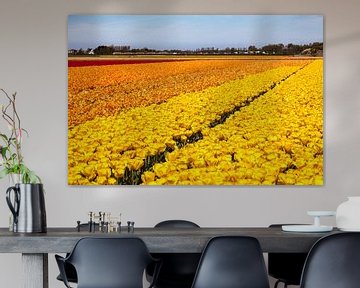 Veld met bloeiende tulpen van DuFrank Images