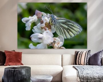 Vlinder op holwortel van Marcel Runhart