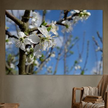 witte bloem