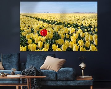 Frappant une tulipe rouge dans un champ de tulipes jaunes