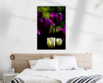 Witte en paarse tulpen van Jessica Berendsen