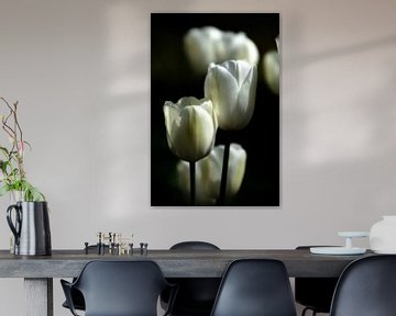 Weisse Tulpen von Jessica Berendsen