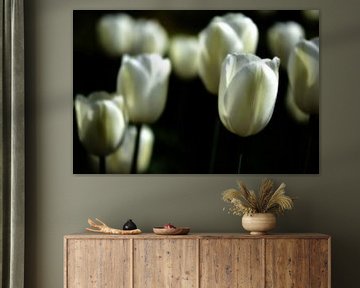 Weisse Tulpen von Jessica Berendsen
