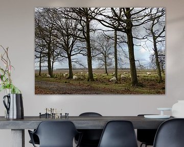 Schafe in Drenthe