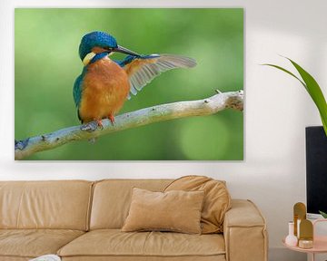 Eisvogel