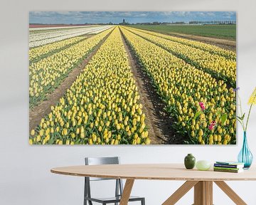 Bunte Blumenzwiebelfelder in den Niederlanden
