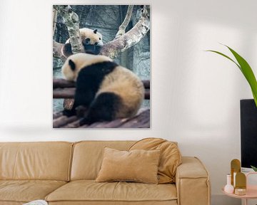 Dagdromen. Twee  pandaberen liggend in een boom, China van Rietje Bulthuis