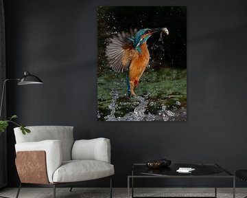 Ijsvogel duikt op