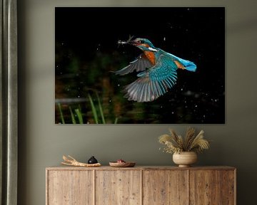 Ijsvogel met vangst