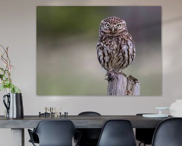 Steenuil / little owl by Dennis Stronks