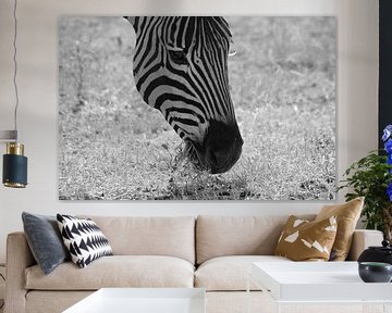 Closeup van etende zebra in het Zuid Afrikaanse Kruger park van Vera Boels