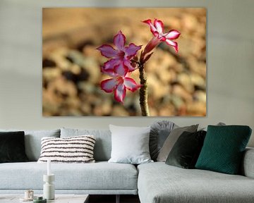 Wilde impalalelie, een opvallende mooie roze bloem van Vera Boels