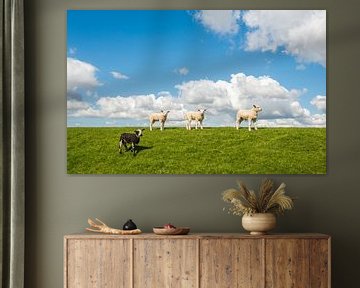 Four lambs on a dike by Ruud Morijn