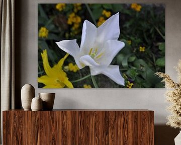 Flowers 3