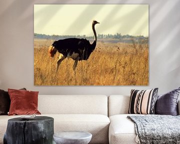 Struisvogel op de savanne in natuurgebeid Rietvlei, middenin Pretoria van Vera Boels